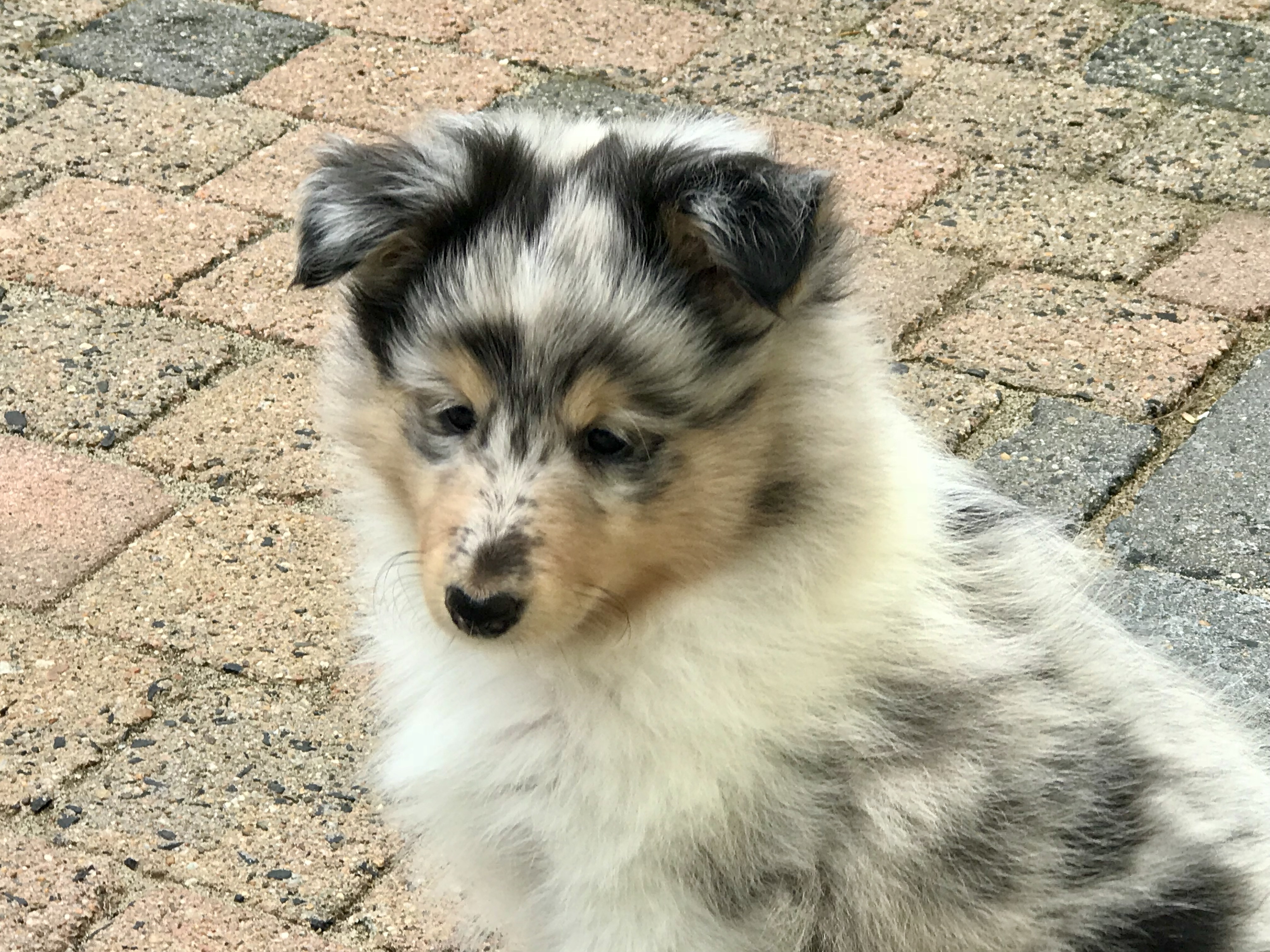 GiGi 8 Wochen alt
