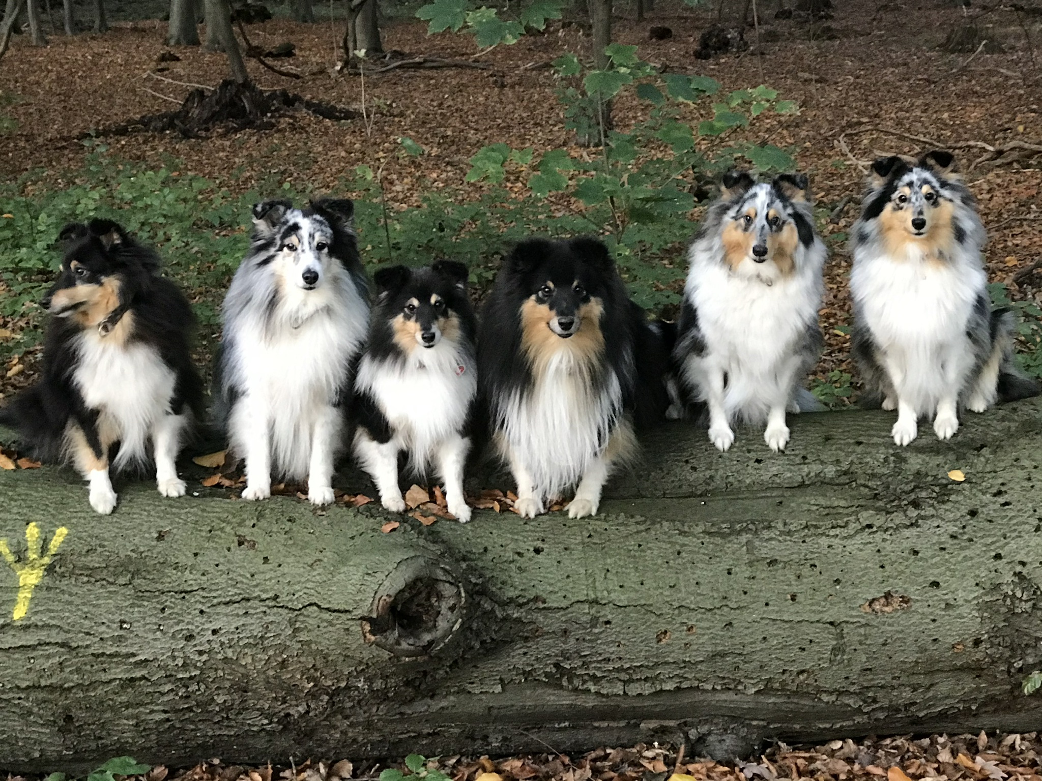 Meine Rasselbande im Alter von 12 bis 2 Jahre❤️